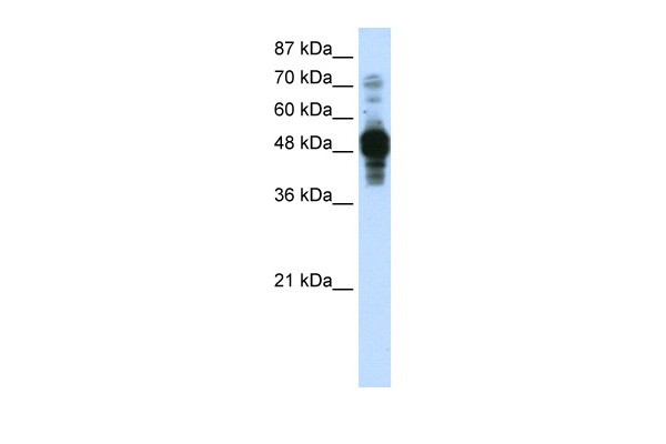 ZNF342 antibody - C-terminal region