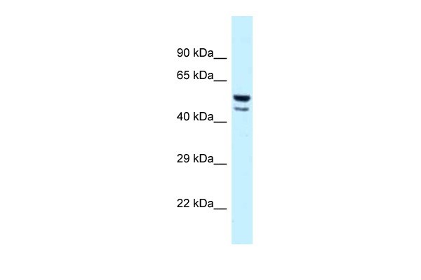 JUN antibody