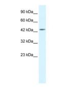 IKBKG antibody