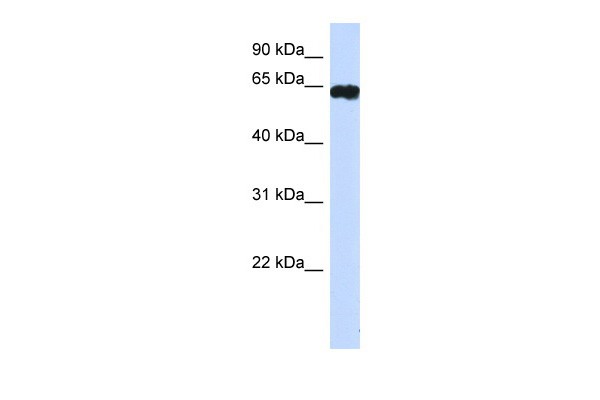 HIC2 antibody - middle region