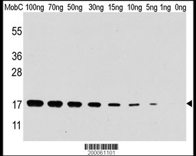 Mobc Antibody