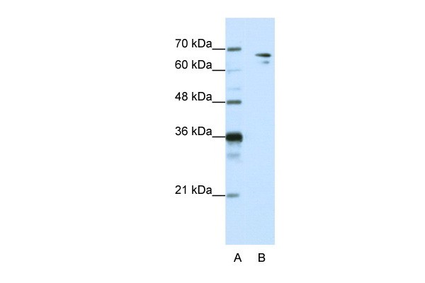 SF1 antibody - N-terminal region