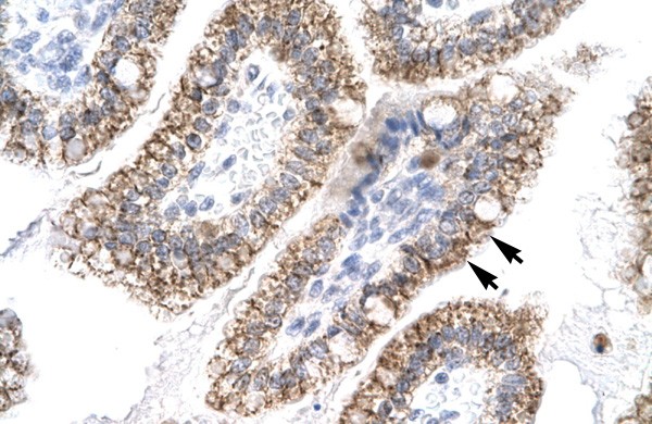 AEBP1 antibody - N-terminal region