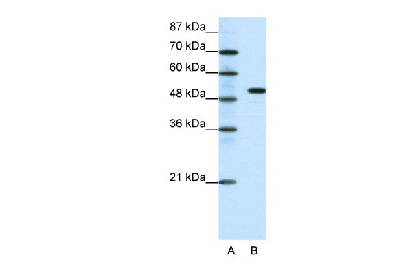 SPIB antibody
