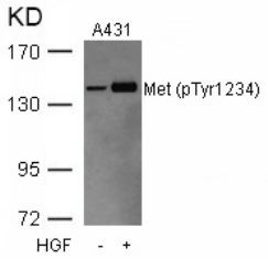 Met (phospho Tyr1234) Antibody