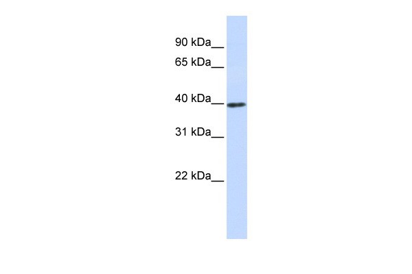 CCND1 antibody