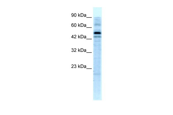 SALF antibody - C-terminal region