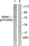 IRAK1 (Phospho-Thr209) antibody