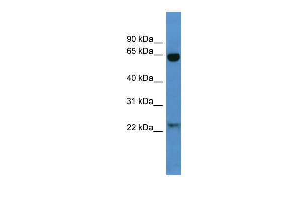 Baiap2 antibody
