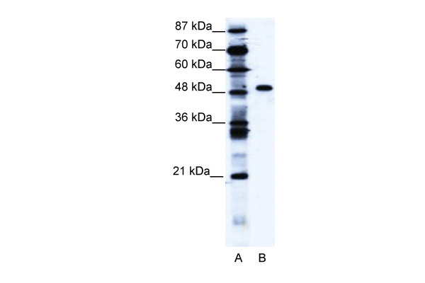 ZNF541 antibody