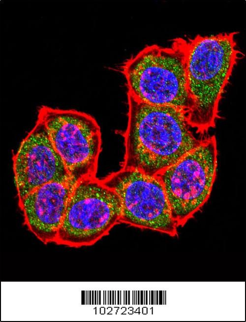 MAPK14 Antibody