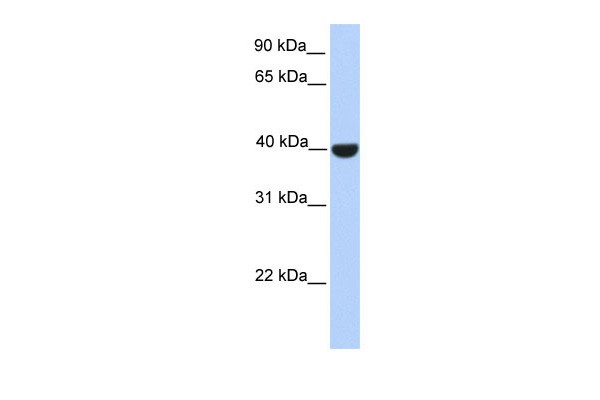 ELK1 antibody - N-terminal region