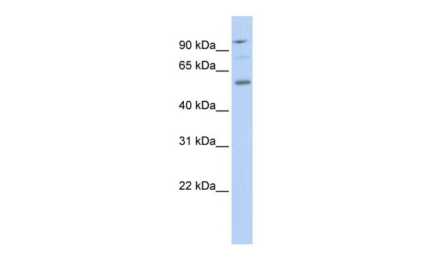 TEAD1 antibody