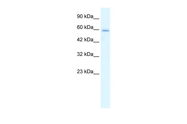 HCLS1 antibody - N-terminal region