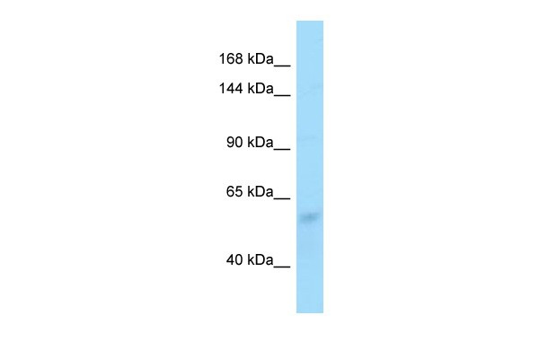Zfp708 Antibody