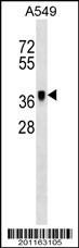 METAP1 Antibody