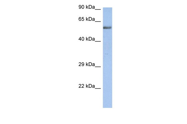 ZNF513 antibody - N-terminal region