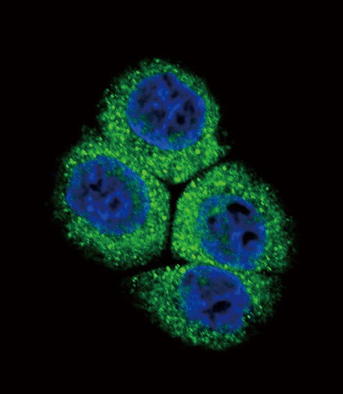 APEX1 Antibody