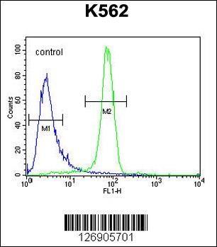 EGFR-S1026 Antibody