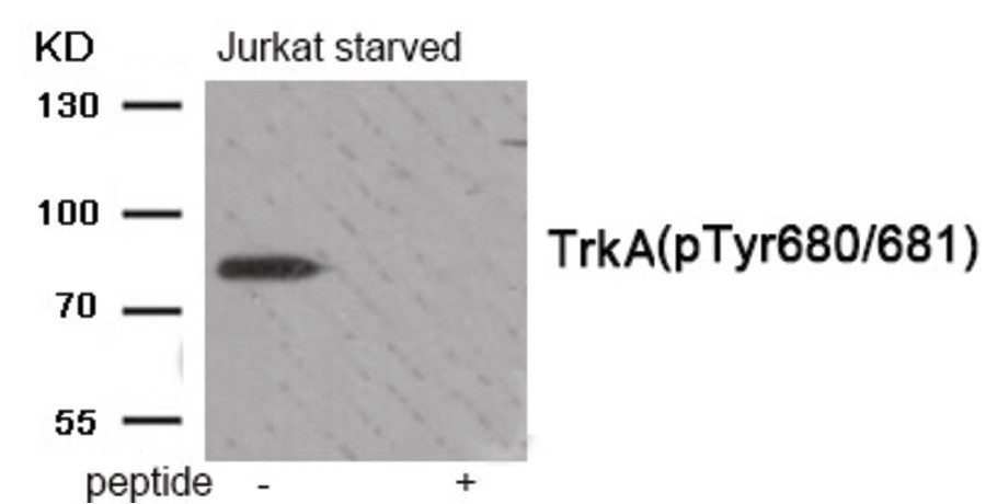 Trk A (phospho Tyr680/681) Antibody