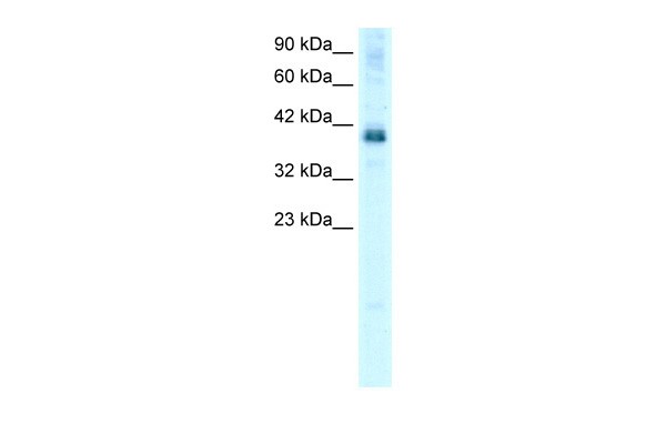 TSC22D4 antibody