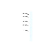 TCF7L1 antibody