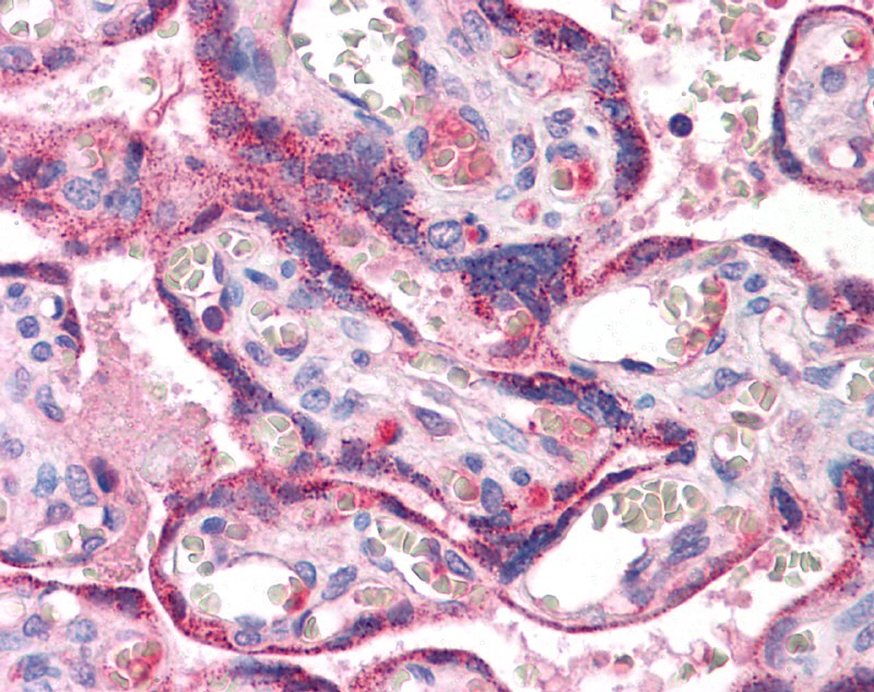 RYBP antibody - middle region