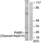 PARP (Cleaved-Asp214) antibody