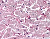 Caspase-9 Antibody