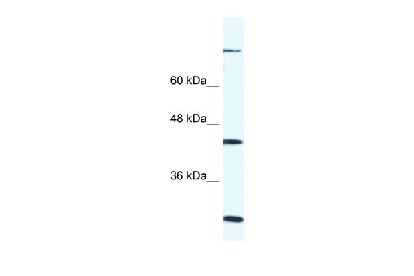 FGD1 antibody - C-terminal region