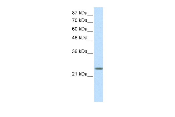 MXD3 antibody