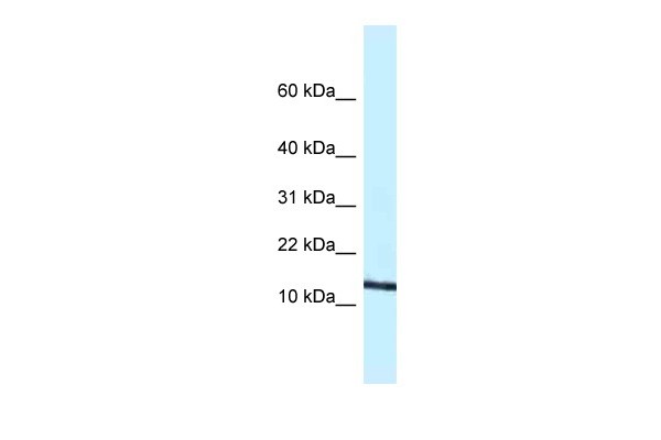 Ccl11 antibody