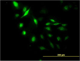 LUC7L Antibody (monoclonal) (M05)