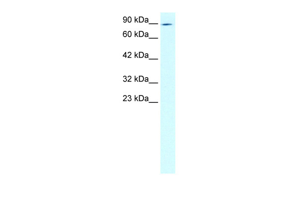 ZNF341 antibody