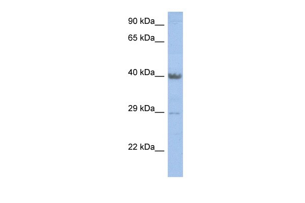 ZNF474antibody - middle region