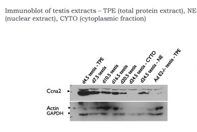 Ccna2 antibody