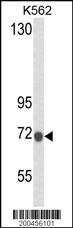 LTF Antibody