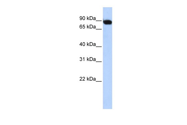 CREBL1 antibody - middle region