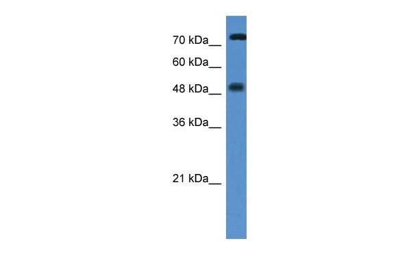 VDR antibody