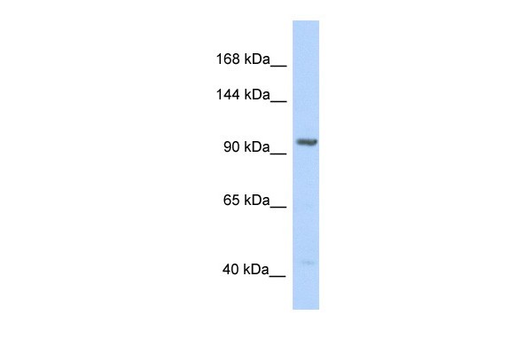 IDE antibody