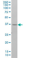 NDN Antibody (monoclonal) (M07)