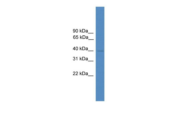 NFE2 antibody