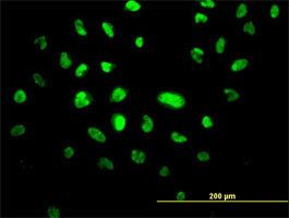 MGC10540 Antibody (monoclonal) (M01)