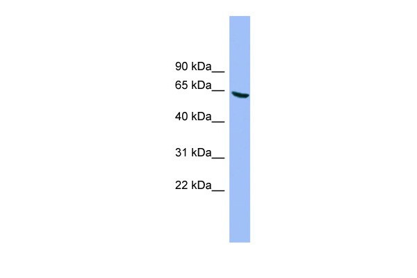DYRK3 antibody