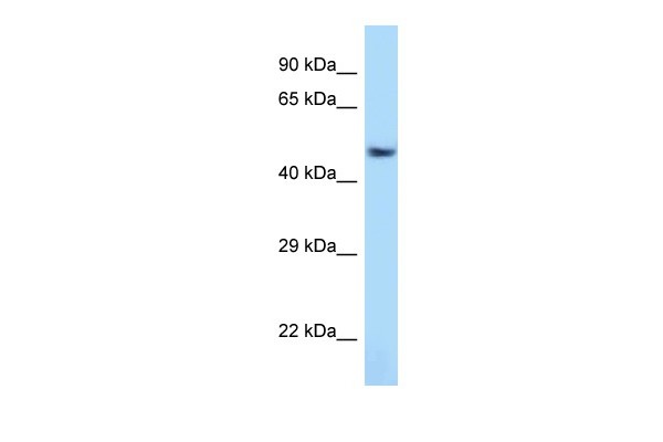 Atf7 antibody