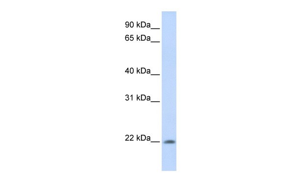 C2orf28 antibody