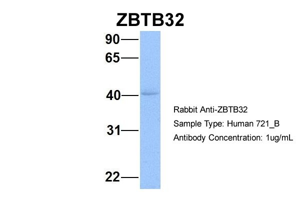 ZBTB32 antibody - N-terminal region