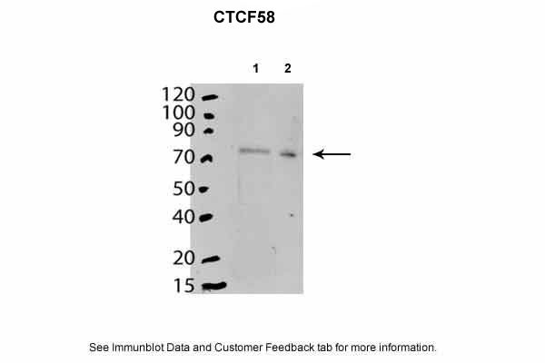 CTCF Antibody