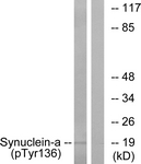Synuclein-alpha (Phospho-Tyr136) antibody