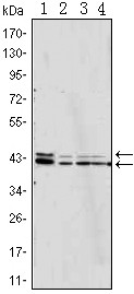 MAPK1 Antibody